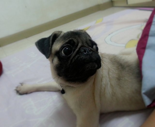 Jamy - Pug Dog