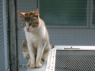 Mango - Domestic Short Hair Cat