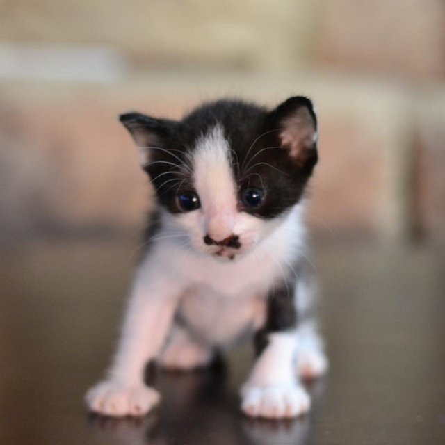 Charlie Chaplin - Domestic Short Hair + Siamese Cat