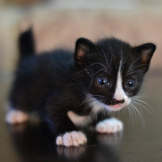 Panda - Domestic Short Hair + Siamese Cat