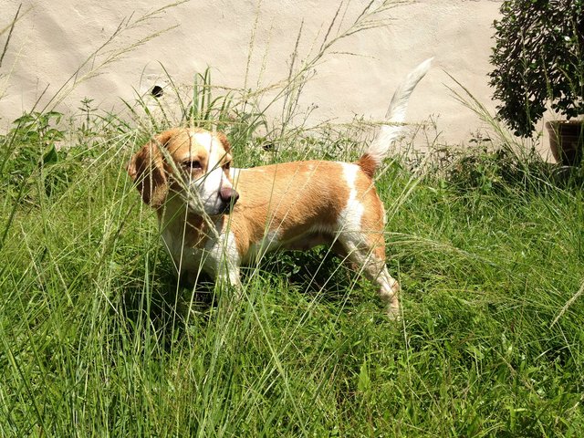 Happy - Beagle Dog