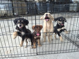 Momo far left with siblings