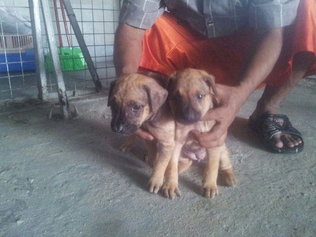 Twin Pupps - Mixed Breed Dog