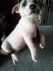 I ammmm so cute so cute ...My name is Fattie adopt me ?