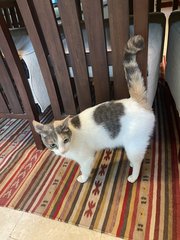 Lucky - Calico + Domestic Short Hair Cat