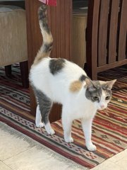 Lucky - Calico + Domestic Short Hair Cat