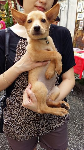 Ipoh - Ah Girl - Mixed Breed Dog