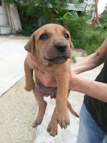 Unnamed Puppy - Mixed Breed Dog