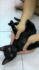 Jackjack (Black)&amp; Turtle (Tor.shell - Tortoiseshell + Domestic Short Hair Cat