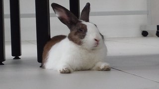 I like to lounge & be free to hop around for exercise! 