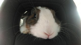 Out for a car ride. Just peeking at my friends in the back seat of the car through the head rest.