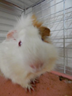 Guinea pig selfie 