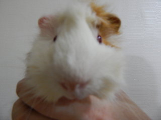 Guinea pig selfie 