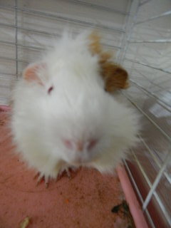 Guinea pig selfie