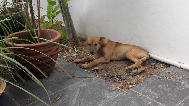 Foxy - Mixed Breed Dog