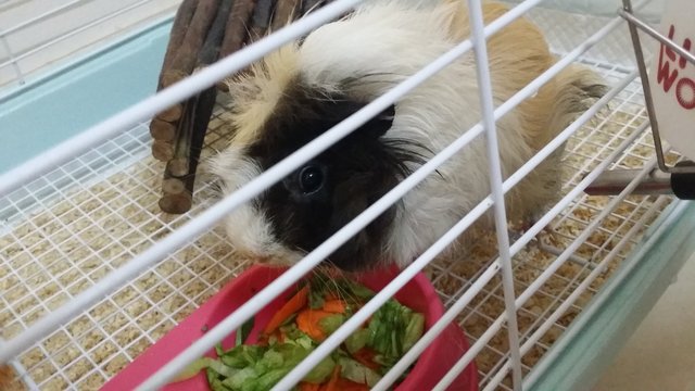 Sheeshee And Poopoo - Guinea Pig Small & Furry