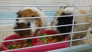 Sheeshee And Poopoo - Guinea Pig Small & Furry