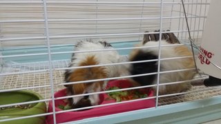 Sheeshee And Poopoo - Guinea Pig Small & Furry