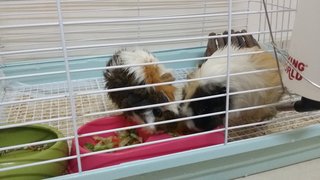 Sheeshee And Poopoo - Guinea Pig Small & Furry