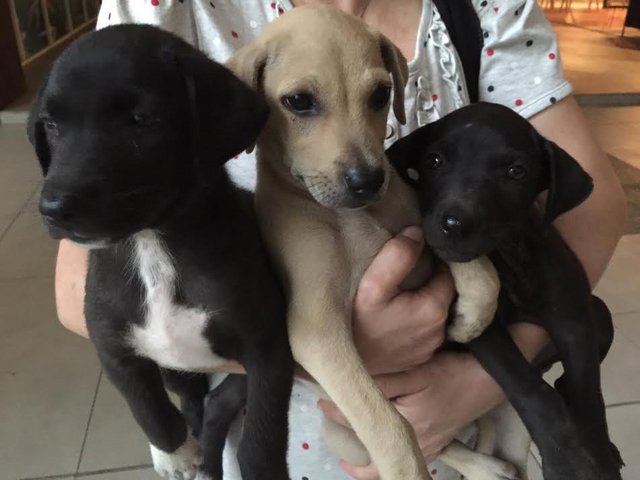 Looking For Good Home - Puppies 1 - Mixed Breed Dog