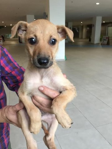 Puppy Brownie - Mixed Breed Dog