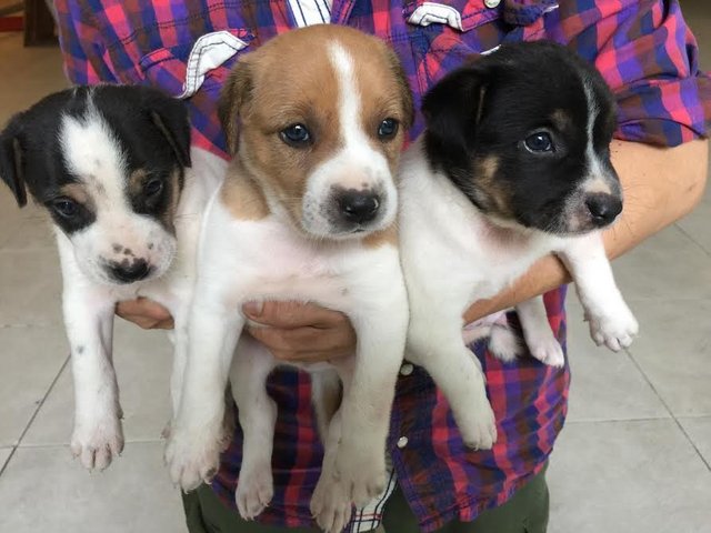 Looking For Good Home - Puppies 2 - Mixed Breed Dog