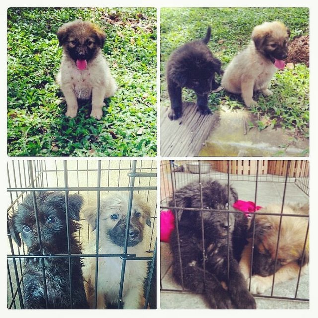 Male Pups Ipoh - Mixed Breed Dog