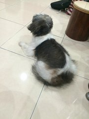 Cicy - Shih Tzu Dog