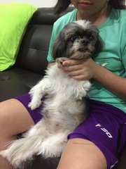 Cicy - Shih Tzu Dog