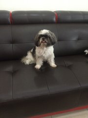 Cicy - Shih Tzu Dog