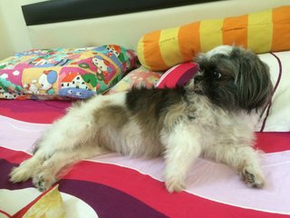 Cicy - Shih Tzu Dog