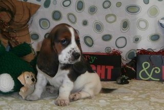 Basset  - Basset Hound Dog