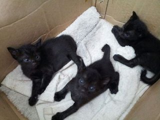 3 black kitten for adoption