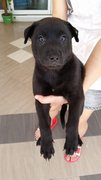 Female Puppy 4 - Mixed Breed Dog