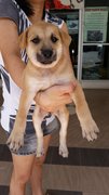 Female Puppy 6 - Mixed Breed Dog