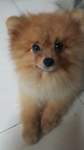 Giant - Pomeranian Dog