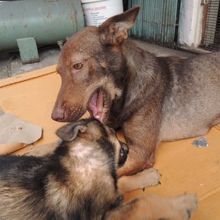 Mummy & puppy