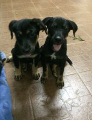 Cupcake &amp; Muffin - Rottweiler Mix Dog