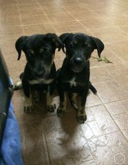 Cupcake &amp; Muffin - Rottweiler Mix Dog