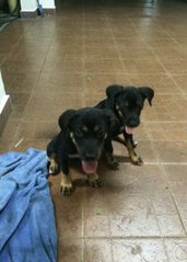 Cupcake &amp; Muffin - Rottweiler Mix Dog