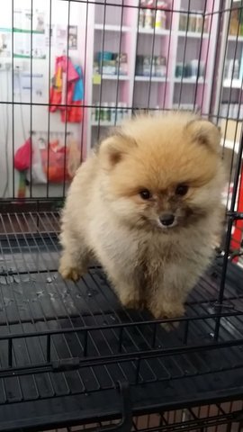 Ball Ball Male Pomeranian P31 - Pomeranian Dog