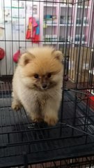 Ball Ball Male Pomeranian P31 - Pomeranian Dog