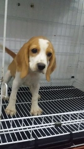 Creamwhite Female Beagle B30 - Beagle Dog