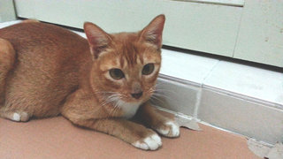 Ginger - Domestic Short Hair Cat