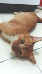 Ginger - Domestic Short Hair Cat