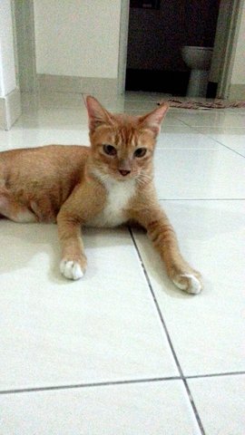 Ginger - Domestic Short Hair Cat