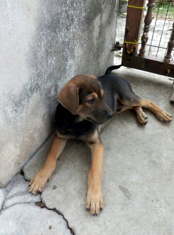 Handsome Boy - Mixed Breed Dog