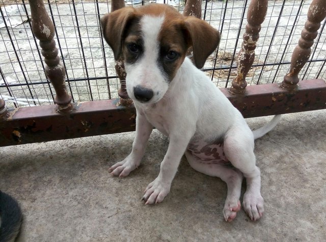 Bw Girl - Mixed Breed Dog