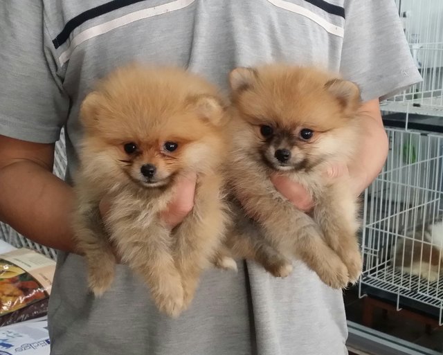 2 Teacup Female Pomeranian Puppy  - Pomeranian Dog