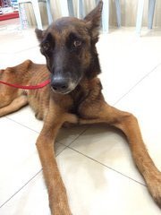 Freya Tumbleweed - Belgian Shepherd Malinois Dog